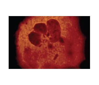 HA-Tag Antibody (F-7) - Immunofluorescence - Image 5593 