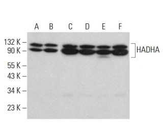 HADHA Antibody (E-8) - Western Blotting - Image 381781 
