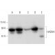 HADHA Antibody (G-9) - Western Blotting - Image 344507