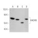 HADHB Antibody (D-10) - Western Blotting - Image 359426 