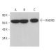 HADHB Antibody (D-10) - Western Blotting - Image 375375 