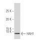HAH1 Antibody (22-B) - Western Blotting - Image 33930 
