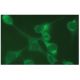 HAI-1 Antibody (C-4) - Immunofluorescence - Image 114084 