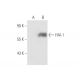 HAI-1 Antibody (C-4) - Western Blotting - Image 59273