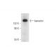 hamartin Antibody (A-2) - Western Blotting - Image 332798 