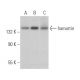 hamartin Antibody (A-2) - Western Blotting - Image 362957