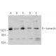 hamartin Antibody (A-2) - Western Blotting - Image 373416 