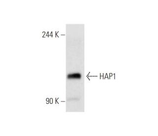 HAP1 Antibody (C-3) - Western Blotting - Image 80923 