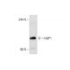 HAP1 Antibody (C-3) - Western Blotting - Image 80923 