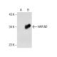 HAPLN2 Antibody (F-7) - Western Blotting - Image 159459