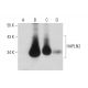 HAPLN2 Antibody (F-7) - Western Blotting - Image 320538 