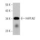 HAPLN2 Antibody (F-7) - Western Blotting - Image 368352 