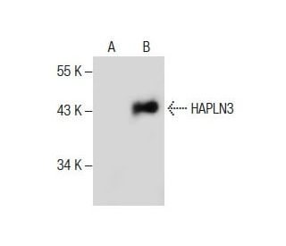 HAPLN3 Antibody (F-3) - Western Blotting - Image 285023