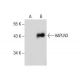HAPLN3 Antibody (F-3) - Western Blotting - Image 285023