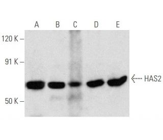 HAS2 Antibody (A-7) - Western Blotting - Image 354686 