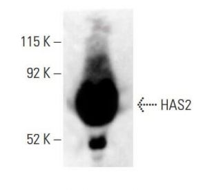 HAS2 Antibody (C-5) - Western Blotting - Image 397910 