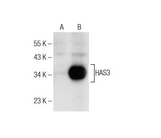 HAS3 Antibody (G-12) - Western Blotting - Image 160591Each CRISPR/Cas9 Knockout (KO) Plasmid product consists of a pool of 3 plasmids designed to ensure identification and cleavage of a specific gene for maximum knockout efficiency. Each plasmid encodes a unique 20 nt sequence derived from the GeCKO (v2) library.