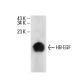HB-EGF Antibody (E-10) - Western Blotting - Image 17732