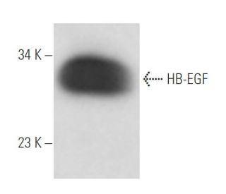 HB-EGF Antibody (G-11) - Western Blotting - Image 15697
