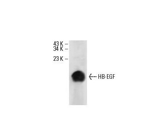 HB-EGF Antibody (E-10) - Western Blotting - Image 17732Each CRISPR/Cas9 Knockout (KO) Plasmid product consists of a pool of 3 plasmids designed to ensure identification and cleavage of a specific gene for maximum knockout efficiency. Each plasmid encodes a unique 20 nt sequence derived from the GeCKO (v2) library.