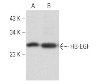 HB-EGF Antibody (H-1) - Western Blotting - Image 354935 