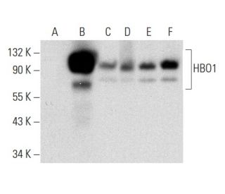 HBO1 Antibody (G-2) - Western Blotting - Image 303838
