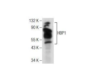 HBP1 Antibody (A-5) - Western Blotting - Image 159887