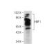 HBP1 Antibody (A-5) - Western Blotting - Image 159887