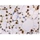 HBXIP Antibody (H-5) - Immunohistochemistry - Image 159589 