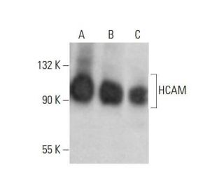 CD44 Antibody (DF1485) - Western Blotting - Image 352076 