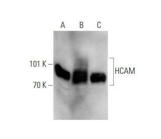 CD44 Antibody (F-4) - Western Blotting - Image 138552 