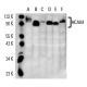 CD44 Antibody (NKI-P2) - Western Blotting - Image 14830 