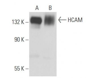 CD44 Antibody (P1G12) - Western Blotting - Image 15549