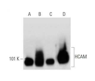 CD44 Antibody (P2A1) - Western Blotting - Image 138550 