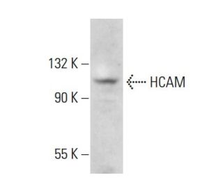 CD44 Antibody (P3H9) - Western Blotting - Image 376746