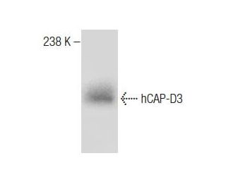 hCAP-D3 Antibody (2B5) - Western Blotting - Image 283501 