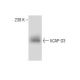 hCAP-D3 Antibody (2B5) - Western Blotting - Image 283501 