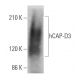 hCAP-D3 Antibody (2B5) - Western Blotting - Image 367490