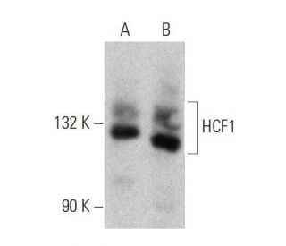 HCF1 Antibody (H-8) - Western Blotting - Image 358590 