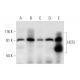 HCF2 Antibody (C-6) - Western Blotting - Image 293088 