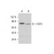 HCF2 Antibody (C-6) - Western Blotting - Image 378179