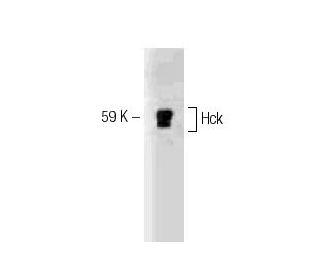 Hck Antibody (18) - Western Blotting - Image 127464