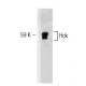 Hck Antibody (18) - Western Blotting - Image 127464