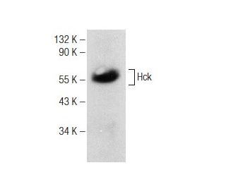 Hck Antibody (B-9) - Western Blotting - Image 148759