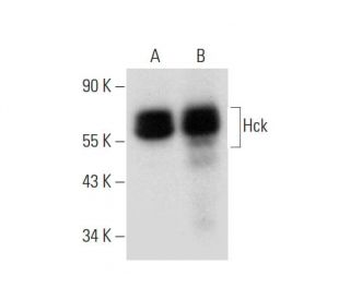 Hck Antibody (G-4) - Western Blotting - Image 333384 