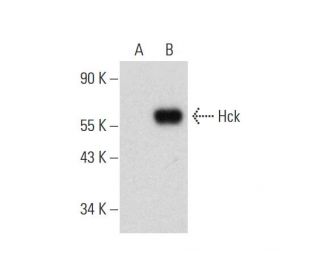 Hck Antibody (A-8) - Western Blotting - Image 333383