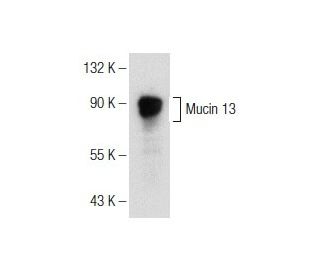 Mucin 13/MUC13 Antibody (D-5) - Western Blotting - Image 150947 