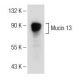 Mucin 13/MUC13 Antibody (D-5) - Western Blotting - Image 150947 