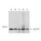 HD-PTP Antibody (F-4) - Western Blotting - Image 308120