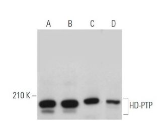 HD-PTP Antibody (F-4) - Western Blotting - Image 371646 